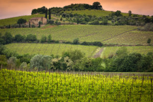 Brunello di Montalcino