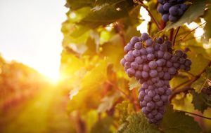 Vineyards at sunset in autumn harvest. Toned