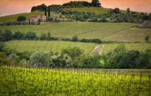 Brunello di Montalcino