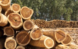Plantation Eucalyptus trees being harvested for wood chipping