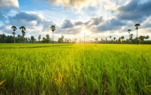 exportação de arroz